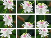Nhận dạng cây thuốc bằng ứng dụng di động
